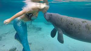 mermaid-manatee