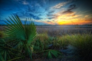 sunset-palms