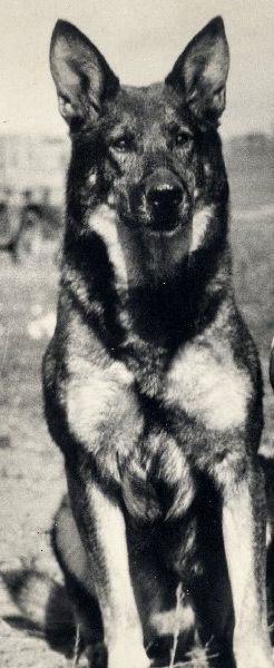 rin-tin-tin