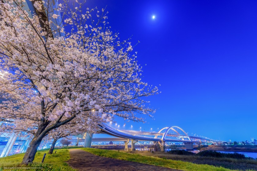 Cherry Trees along the Arakawa