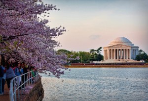 Jefferson cherry trees