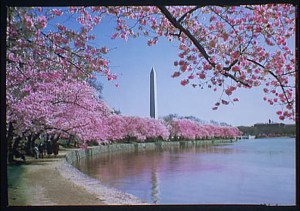 potomac_blossoms