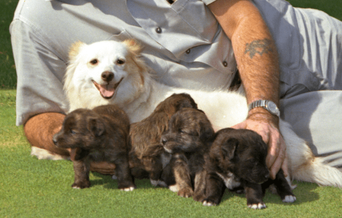 kennedy-dog-pushinka-puppies