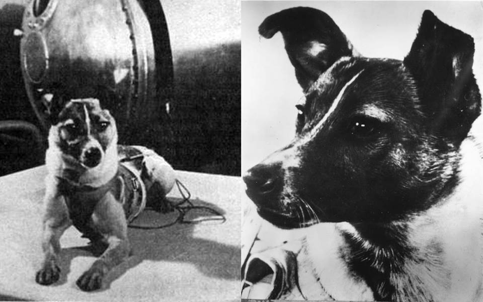 April 14, 1958&nbsp;Laika
