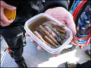 Lusitania, ammunition