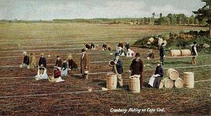 300px-Cranberry_Picking_on_Cape_Cod