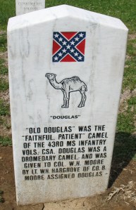 Douglas, the Confederate Camel
