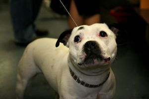 Staffordshire_Bull_Terrier_Westminster_Dog_Show