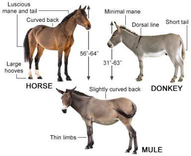 Mules vs Donkeys vs Horses
