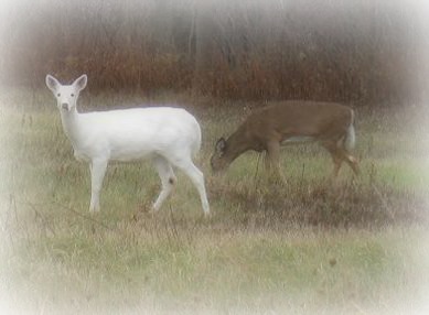 white-deer