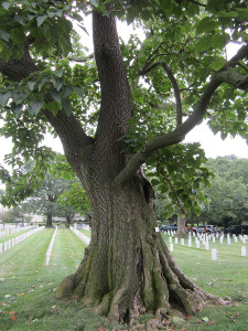 royal-paulownia-arlington-cemetery_zpsoytkrgpz