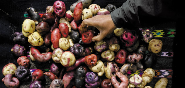 December 3, 1586,&nbsp;Spuds