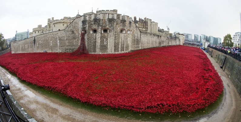 Red poppies, tower of london