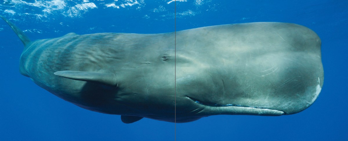 November 20, 1820  The Real Moby&nbsp;Dick