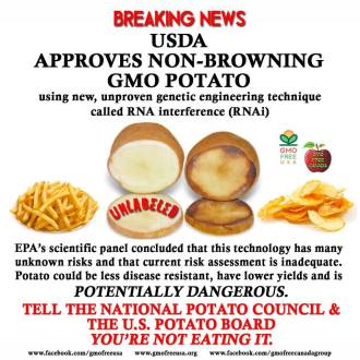 GMO Hysterics