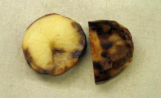 potato-late-blight