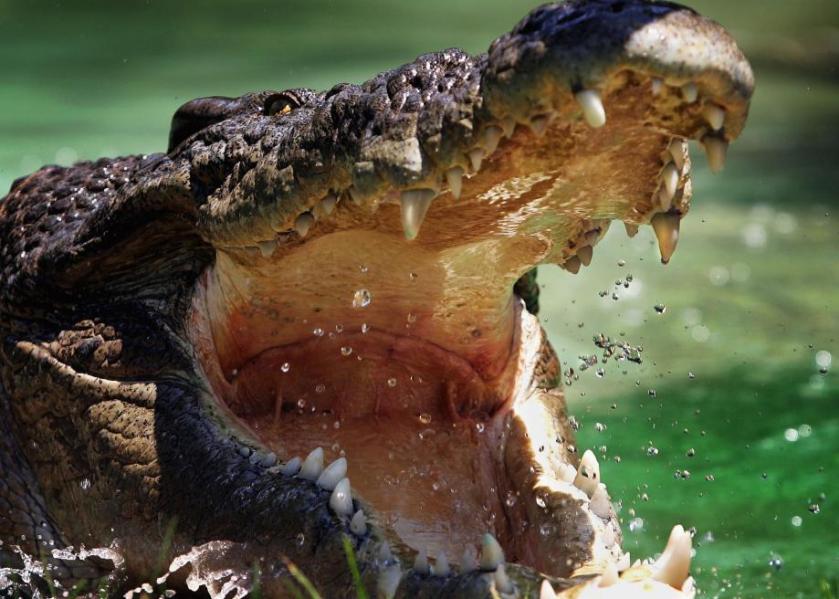 56714641-saltwater-crocodile-is-pictured-at-the-australian.jpg.CROP.promo-large2