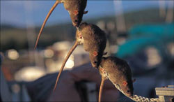 norway_rats_on_rope