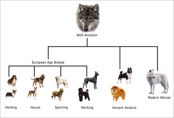 dog_history_tree