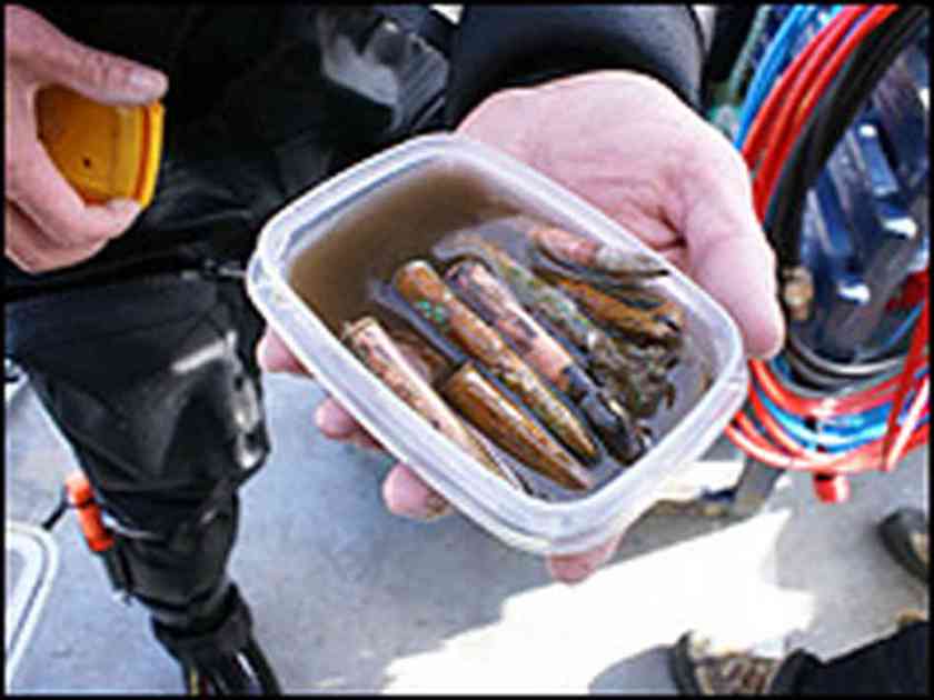 Lusitania, ammunition