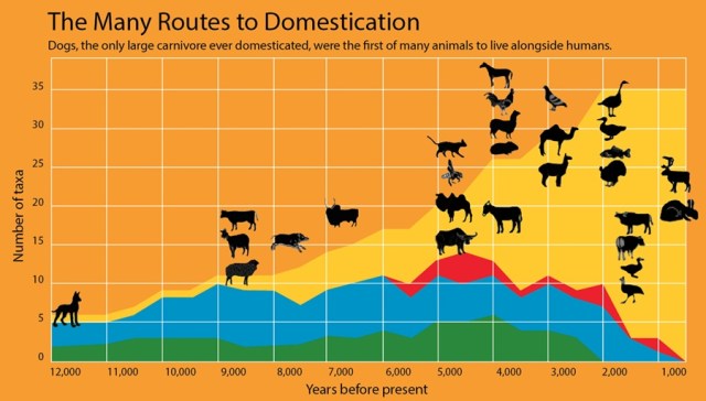 Domestication Animal China Timeline Cattle Domestication: From Aurochs