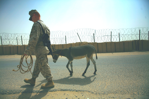 Smoke-the-donkey-MattShelato