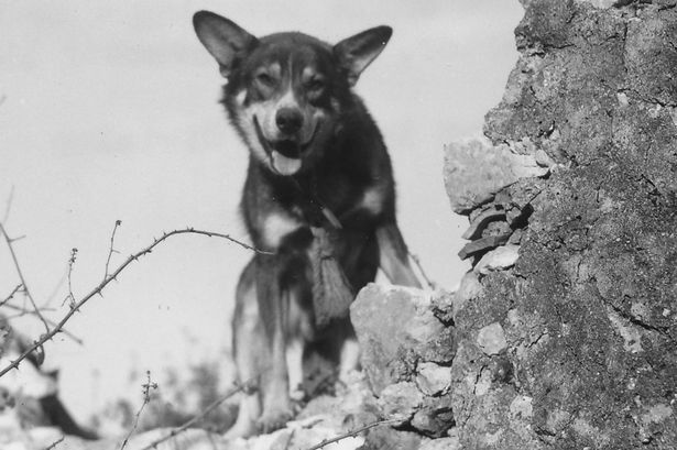 洋楽 Rup Dog First Division Rags: The dog that had a soul – UNP blog