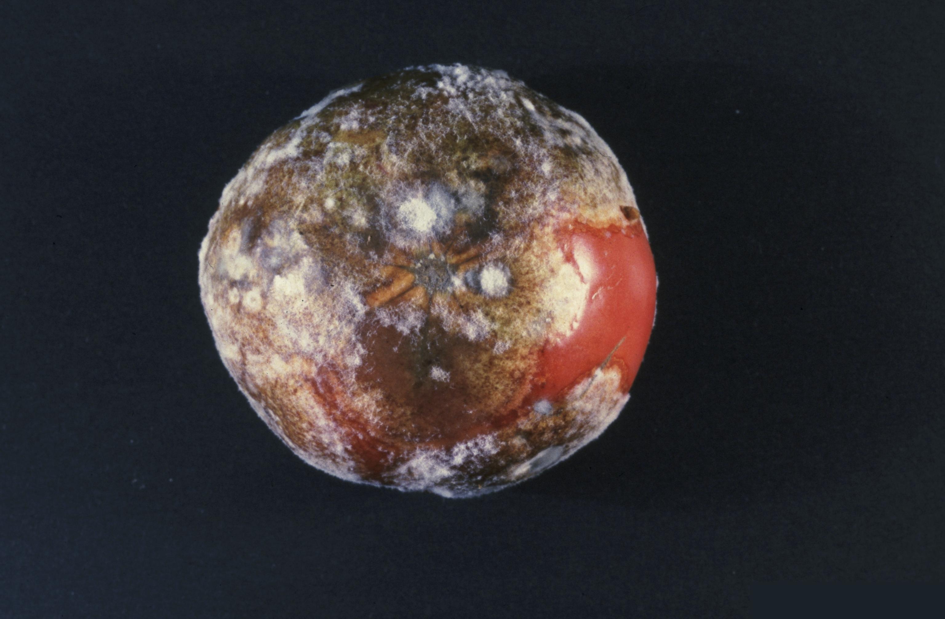 Phytophthora_infestans_(late_blight)_on_tomato