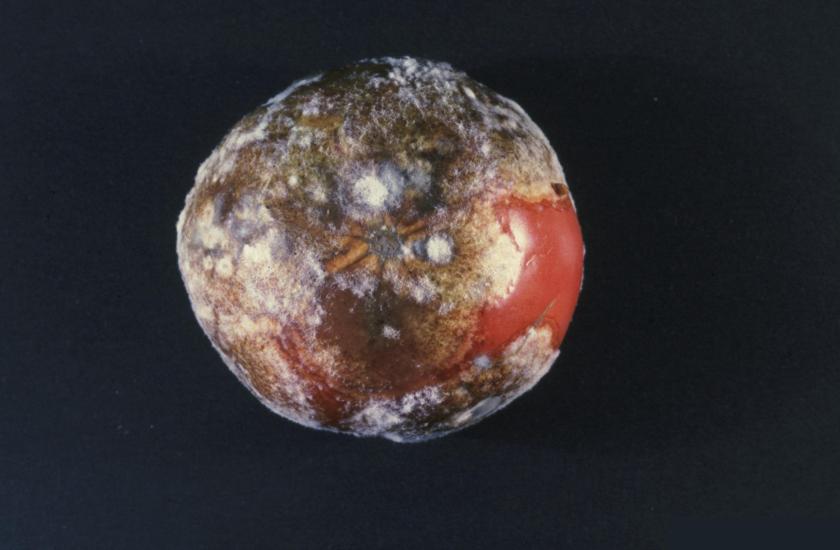 Phytophthora_infestans_(late_blight)_on_tomato