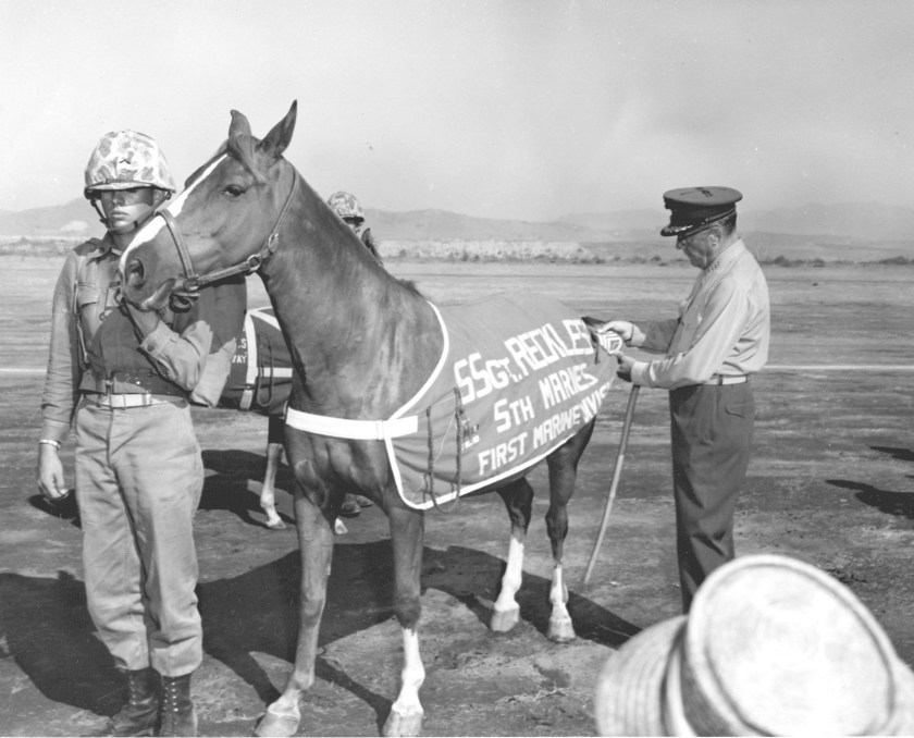 sgt-reckless_PHOTO_D