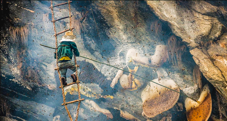 1_Mad-honey-deadly-hallucinogen