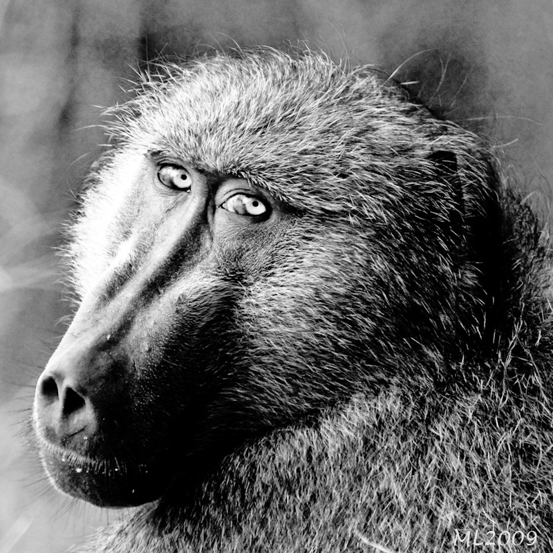 October 13, 1914 Signalman&nbsp;Jack