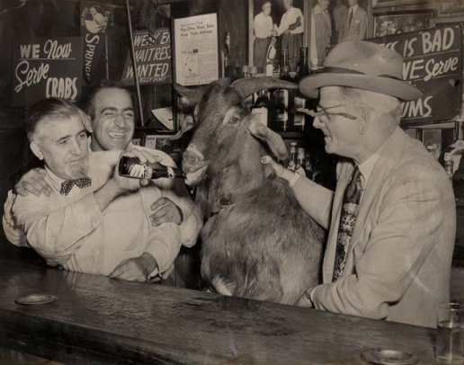 Billy Goat Rip October 6, 1945 The Curse of the Billy Goat – Historical Easter Eggs ...