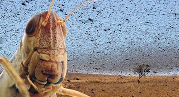 Exam29072013Locusts_large