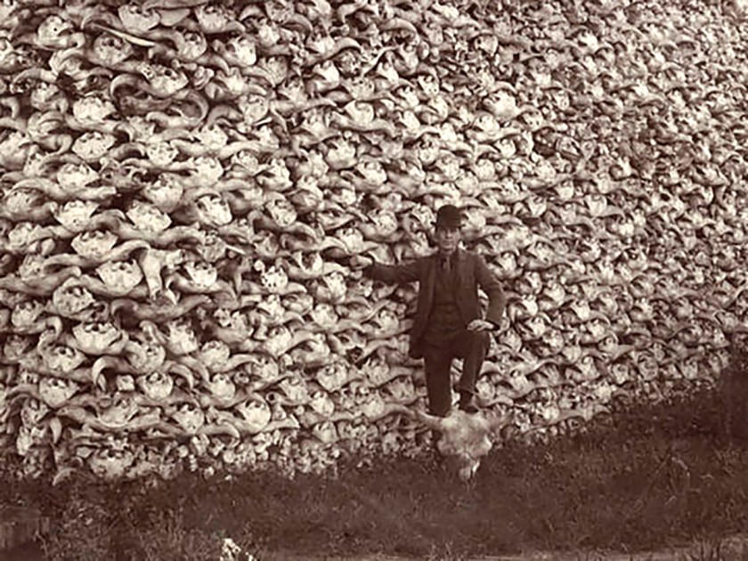 Mountain-of-American-Bison-Skulls-2