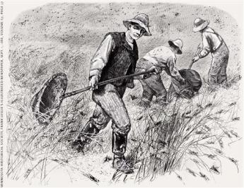 rocky-mountain-locust-1