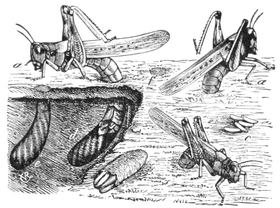 Rocky_Mountain_Locust_oviposition