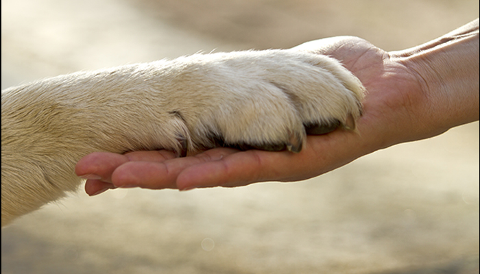 November 15, 1873 The Heart of a&nbsp;Dog