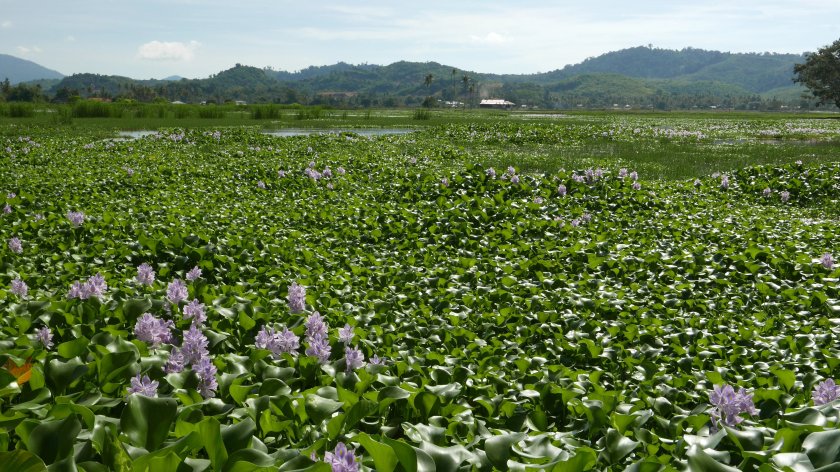 Eichhornia_crassipes_field_at_Langkawi