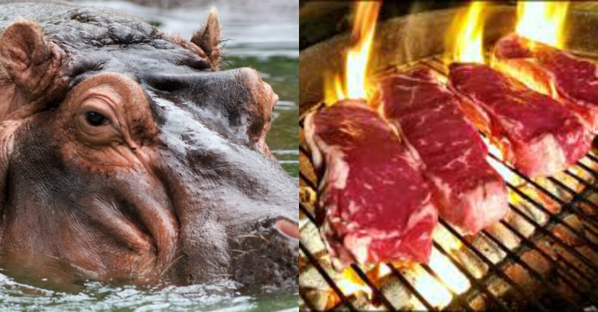 Hippo Steak