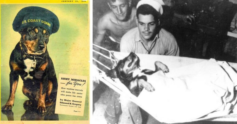 December 30, 1951 Chief Dog Sinbad,&nbsp;USCG