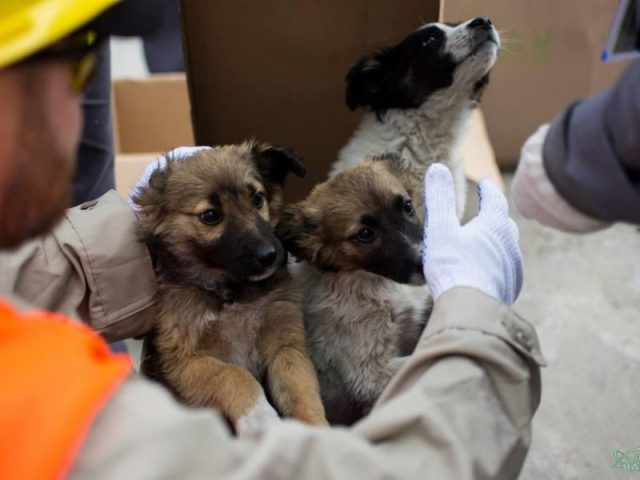 chernobyl_puppies-640x480