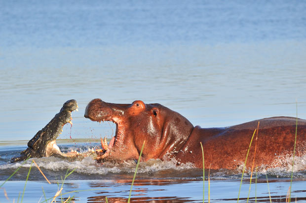 hippo-crocodile_1887702i