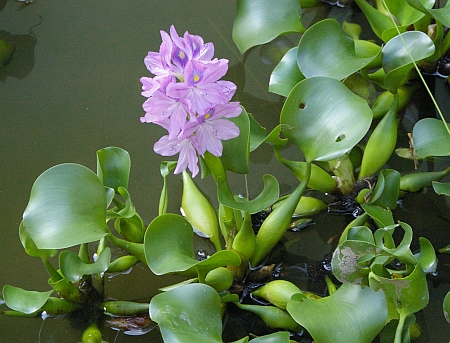 water-hyacinth-eichornia-crassipes