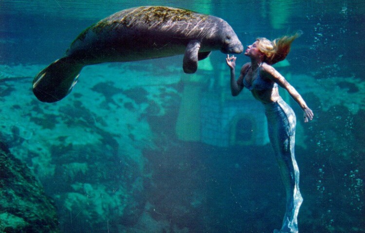 January 9, 1493 Of Mermaids and&nbsp;Manatees