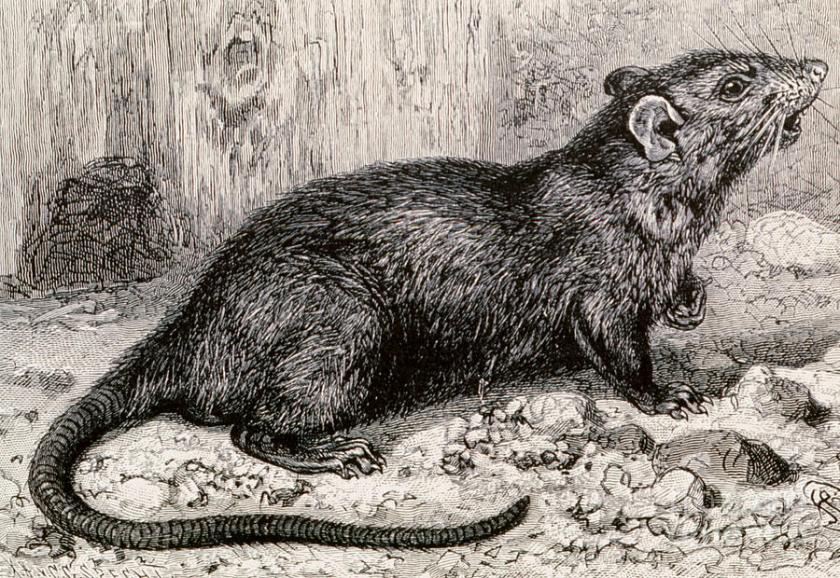 black-rat-19th-century-engraving-spl