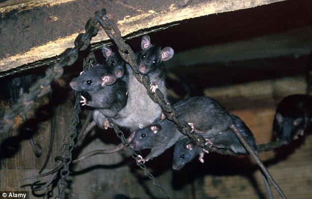 article-2544444-160FBEA4000005DC-713_634x404