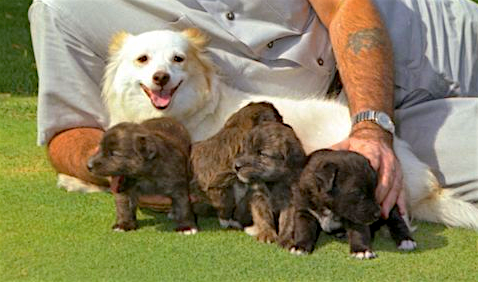 pushinka-and-four-puppies