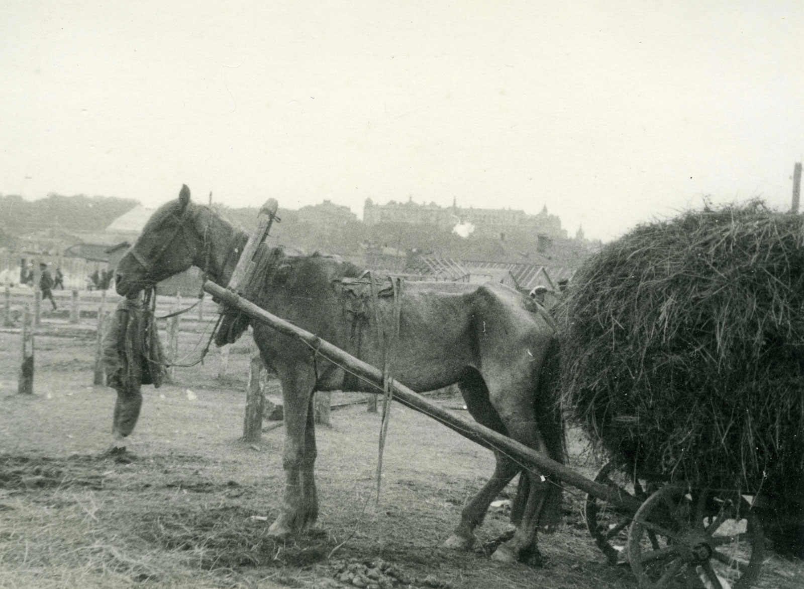 Holodomor-Great-Famine-Ukraine-emaciated-horse-1932-1933-Alexander-Wienerberger-photographer.jpg