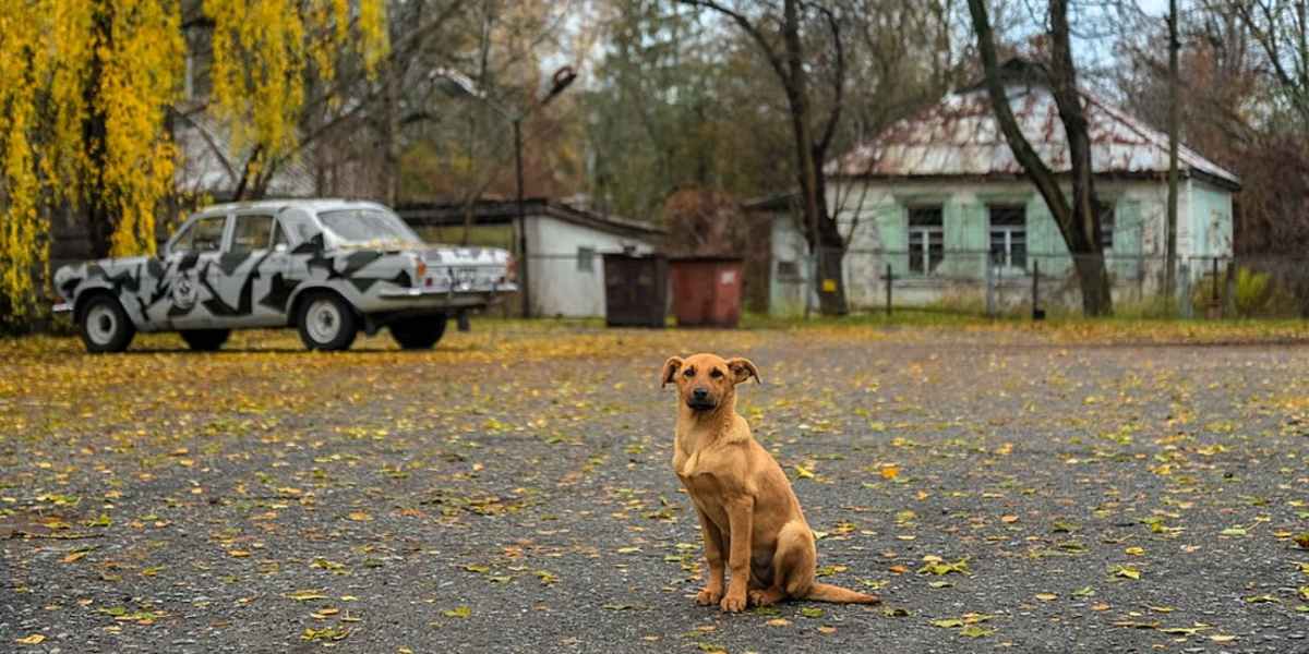 December 19, 1986 The Lost Dogs of&nbsp;Chernobyl